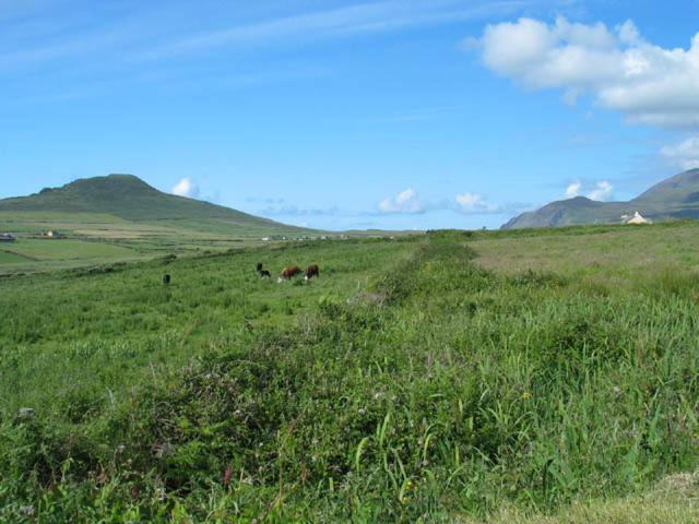 Ballydavid Coill An Rois B&B المظهر الخارجي الصورة